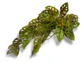 Roślina sztuczna do terrarium - zwis Monstera 65cm