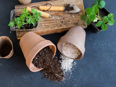 Perlit naturalne podłoże do inkubacji jaj i uprawy roślin 3L – pojemnik inkubacyjny do jaj