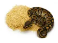 Pet's Dream Snake - podłoże do hodowli węży 2kg Chipsi Snake – substrat do terrarium, ściółka
