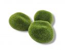 Moss Stone kamień pokryty mchem 5-6cm - S 3,50 zł