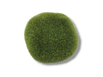 Moss Stone kamień pokryty mchem 5-6cm - S 3,50 zł