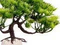 Sztuczna roślina do terrarium lub akwarium 20cm Plant Twisted Pine Kruger Meier – roślina do