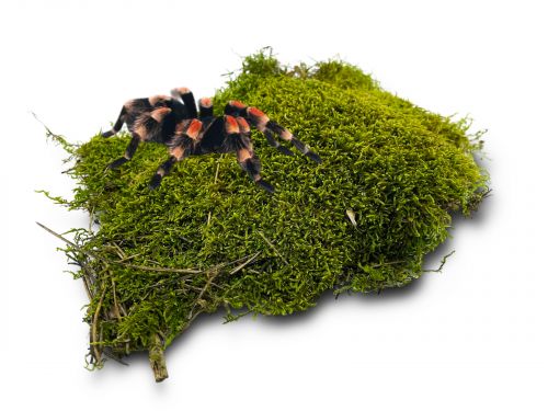 Mech naturalny do terrarium Flat Moss PŁATY 50g 17,00 zł