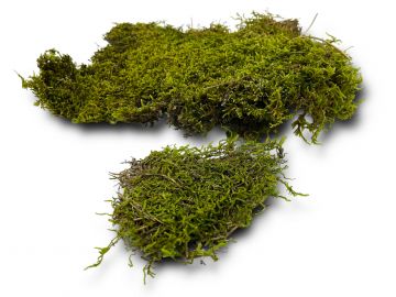 Mech naturalny do terrarium Flat Moss PŁATY 50g 17,00 zł