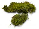 Mech naturalny do terrarium Flat Moss PŁATY 15,00 zł
