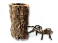 Tuba korkowa Cork Bark S ~ 10x20cm – kora korkowa, kryjówka i dekoracja terrarium | Jadowite.pl