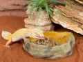 Shaker – kubek do oprószania owadów karmowych Repti-Zoo Vita-Calcium – wapń / witaminy dla