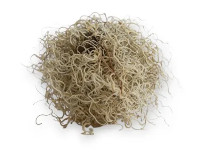Tillandsia suszona - mech hiszpański 50g