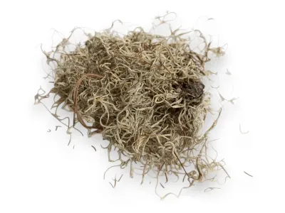 Tillandsia suszona - mech hiszpański 50g