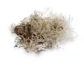 Tillandsia suszona - mech hiszpański 50g