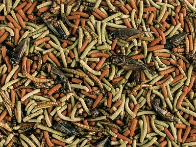 Pokarm Reptiles Carnivore 1000ml dla gadów mięsożernych i wszystkożernych Tropical