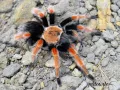 Brachypelma boehmei L2 (1cm) 40,00 zł