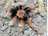 Brachypelma boehmei L2 (1cm) 40,00 zł