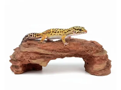 Kryjówka, jaskinia do terrarium 21 cm Terra Natura – kryjówka do terrarium dla gadów i pająków