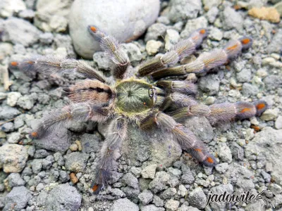 Psalmopoeus cambridgei L2 (2cm) 10,00 zł