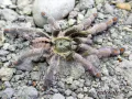 Psalmopoeus cambridgei L2 (2cm) 10,00 zł