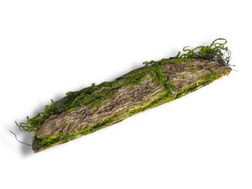 Kora omszała z mchem dekoracja do terrarium MossyWood 48cm 49,99 zł