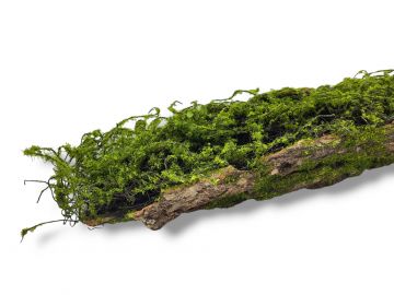 Kora omszała z mchem dekoracja do terrarium MossyWood 48cm 49,99 zł