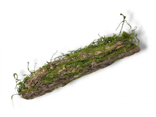 Kora omszała z mchem dekoracja do terrarium MossyWood 48cm 49,99 zł