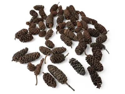 Mikro szyszki do detailingu 50g ~80szt - susz egzotyczny