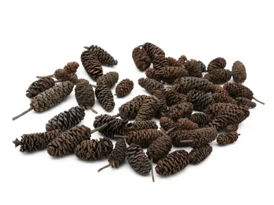 Mikro szyszki do detailingu 50g ~80szt - susz egzotyczny