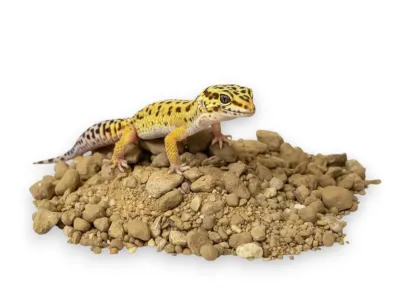 Sand Clay Yellow – piaskowe podłoże dla agamy brodatej - piach z gliną do terrarium