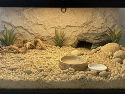 Sand Clay Yellow – piaskowe podłoże dla agamy brodatej - piach z gliną do terrarium