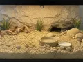 Sand Clay Yellow – piaskowe podłoże dla agamy brodatej - piach z gliną do terrarium
