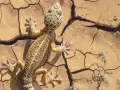 Podłoże pustynne dla gekona lamparciego i skorpionów - Leopard Desert 1kg Terrario – lampa /