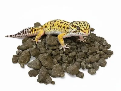 Sand Clay Black – czarne podłoże dla agamy brodatej - piach z gliną do terrarium