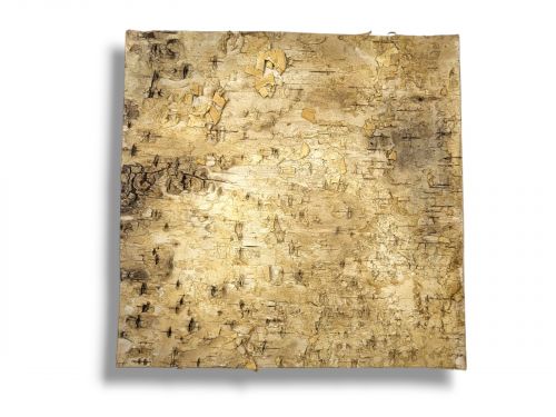 Tło do terrarium/pojemnika z naturalnej BRZOZY Birch Wall 20x20 7,99 zł