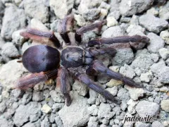 Tapinauchenius plumipes L4/5 (3cm) 40,00 zł