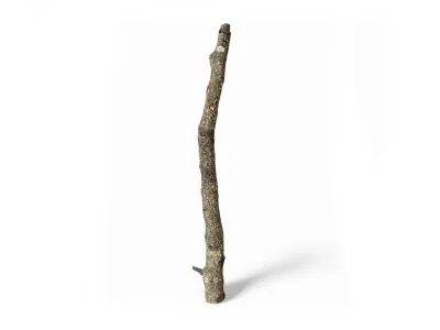 Gałęzie korkowe Cork Branch - gałąź dębu korkowego 50cm