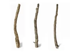 Gałęzie korkowe Cork Branch - gałąź dębu korkowego 50cm