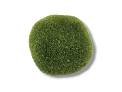 Moss Stone kamień pokryty mchem 5-6cm - S 3,50 zł