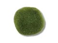 Moss Stone kamień pokryty mchem 5-6cm - S 3,50 zł