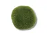 Moss Stone kamień pokryty mchem 5-6cm - S 3,50 zł