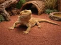 Piasek, drobny żwirek do terrarium czerwony 1kg Happet