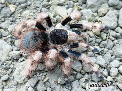 Nhandu coloratovillosus ♂ 4DC (7,5cm) 65,00 zł