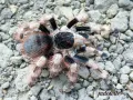Nhandu coloratovillosus ♂ 4DC (7,5cm) 65,00 zł