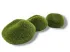 Moss Stone kamień pokryty mchem 5-6cm - S 3,50 zł