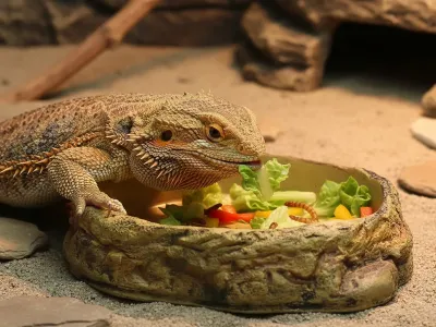 Duża miska do terrarium 26,5x22,5x6 cm – na wodę lub pokarm Repti Planet – pokarm dla zwierząt