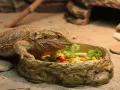 Duża miska do terrarium 26,5x22,5x6 cm – na wodę lub pokarm Repti Planet – pokarm dla zwierząt