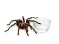 Mała miska szklana do terrarium - Glass Bowl S – miska / poidło do terrarium dla gadów