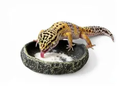 Mała grafitowa miseczka do terrarium XS 6 cm – na wodę i pokarm