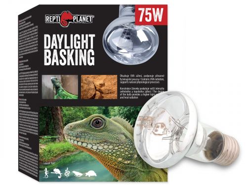 Żarówka grzewcza Daylight dzienna Spot 75W do terrarium 21,99 zł