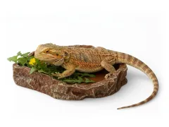 Miska basen do terrarium 21x16 cm dla jaszczurek i węży