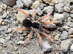 Megaphobema robustum L2/3 (3cm) 100,00 zł