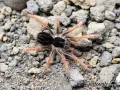 Megaphobema robustum L2/3 (3cm) 100,00 zł