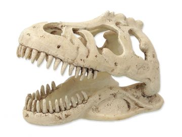 Czaszka T-REX 13,3x8,5x9cm dekoracja do terrarium Repti Planet 45,00 zł